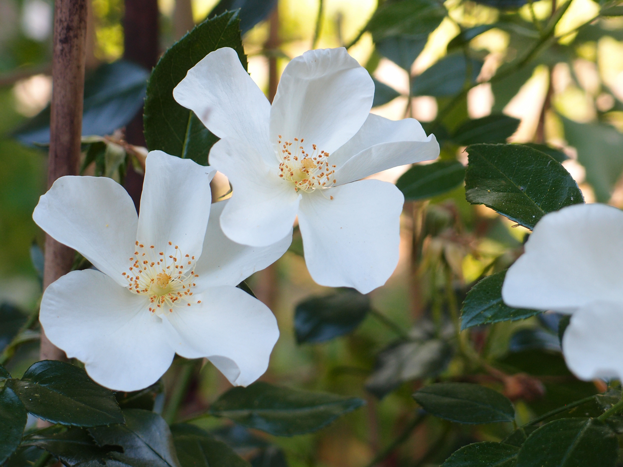 2019-06-14 wendel - der Garten